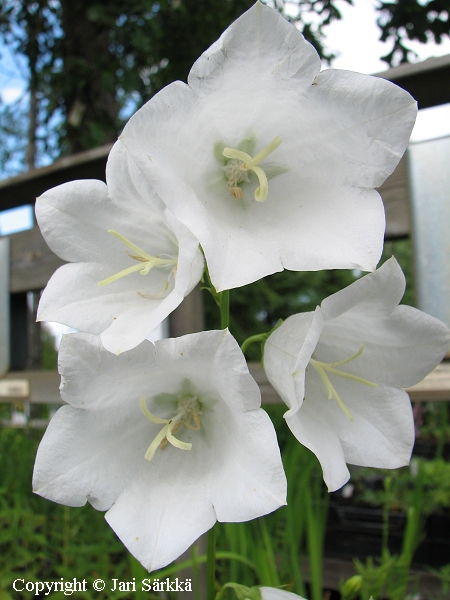 Campanula persicifolia 'Grandiflora Alba'